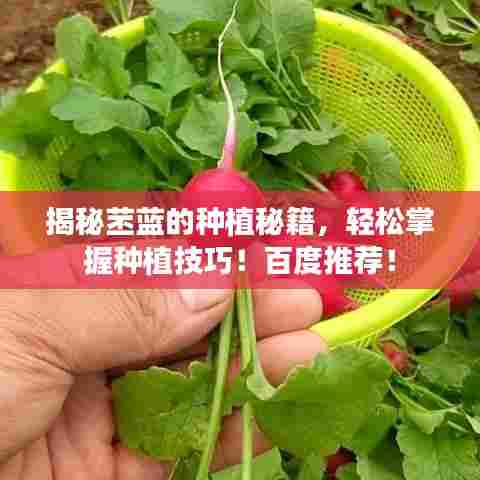 揭秘苤蓝的种植秘籍,轻松掌握种植技巧!百度推荐!