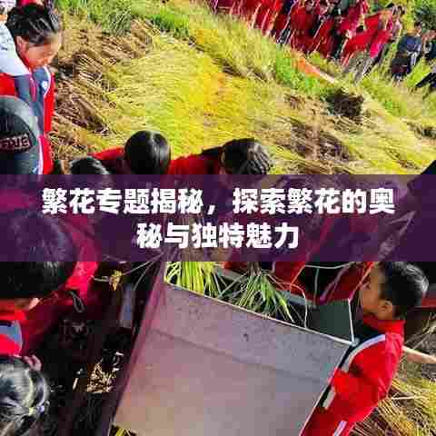 繁花专题揭秘，探索繁花的奥秘与独特魅力