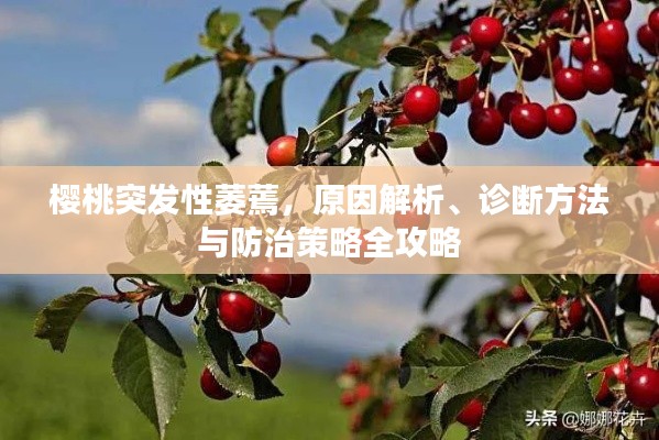 樱桃突发性萎蔫，原因解析、诊断方法与防治策略全攻略