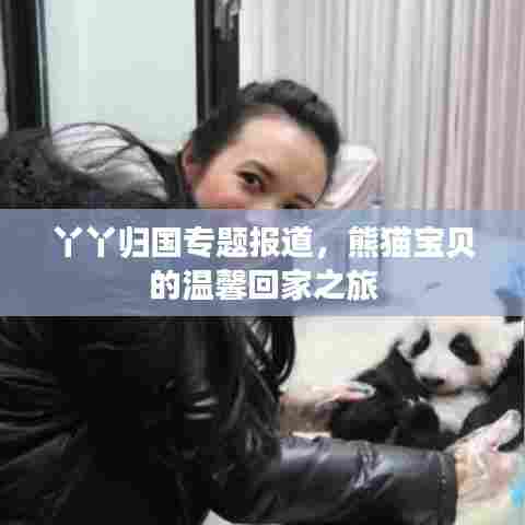 丫丫归国专题报道，熊猫宝贝的温馨回家之旅