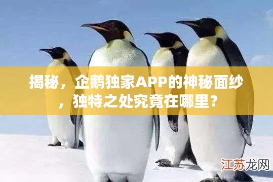 揭秘,企鹅独家APP的神秘面纱,独特之处究竟在哪里?