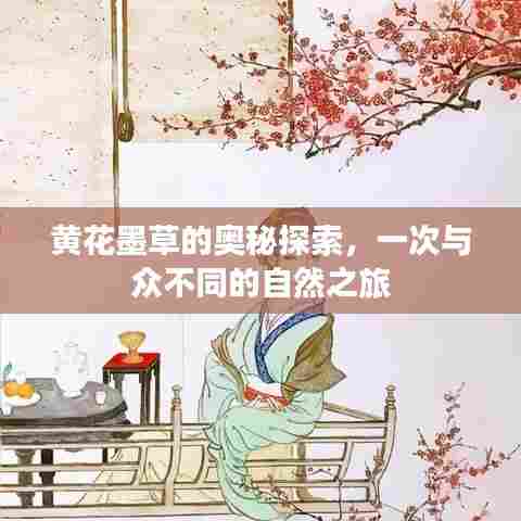 黄花墨草的奥秘探索,一次与众不同的自然之旅