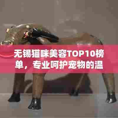 无锡猫咪美容TOP10榜单，专业呵护宠物的温馨之选
