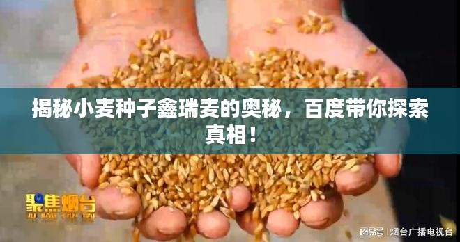 揭秘小麦种子鑫瑞麦的奥秘，百度带你探索真相！