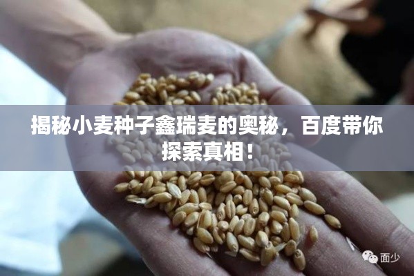 揭秘小麦种子鑫瑞麦的奥秘,百度带你探索真相!