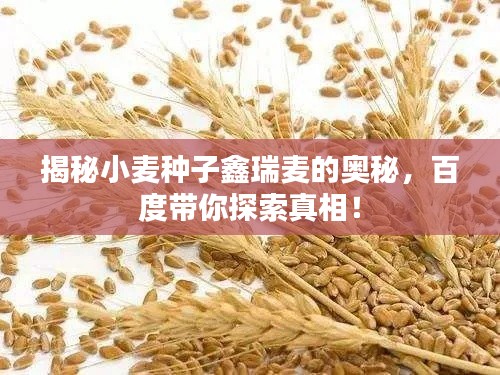 揭秘小麦种子鑫瑞麦的奥秘,百度带你探索真相!