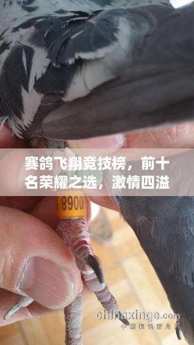 赛鸽飞翔竞技榜，前十名荣耀之选，激情四溢的飞翔传奇