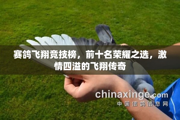 赛鸽飞翔竞技榜,前十名荣耀之选,激情四溢的飞翔传奇