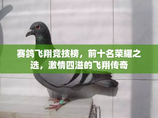 赛鸽飞翔竞技榜,前十名荣耀之选,激情四溢的飞翔传奇