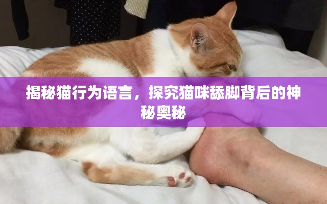 揭秘猫行为语言，探究猫咪舔脚背后的神秘奥秘