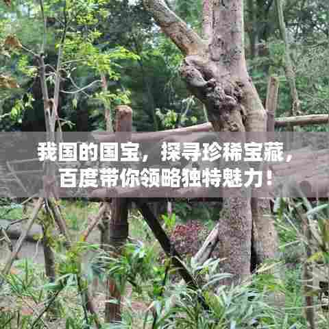 我国的国宝，探寻珍稀宝藏，百度带你领略独特魅力！