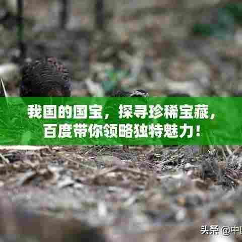 我国的国宝,探寻珍稀宝藏,百度带你领略独特魅力!