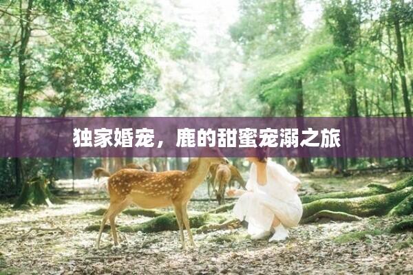 独家婚宠，鹿的甜蜜宠溺之旅