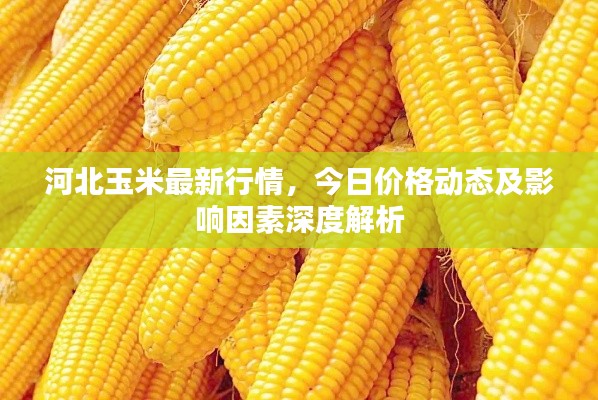 河北玉米最新行情,今日价格动态及影响因素深度解析