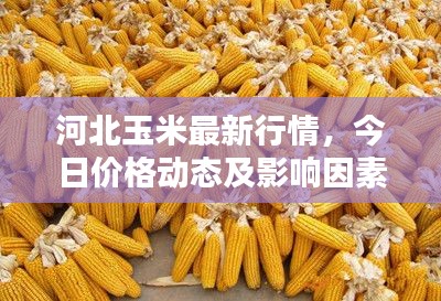 河北玉米最新行情,今日价格动态及影响因素深度解析