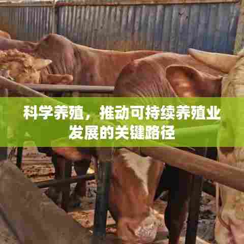 科学养殖,推动可持续养殖业发展的关键路径
