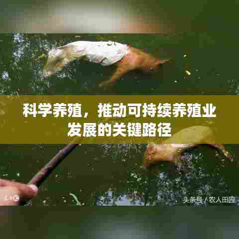 科学养殖，推动可持续养殖业发展的关键路径