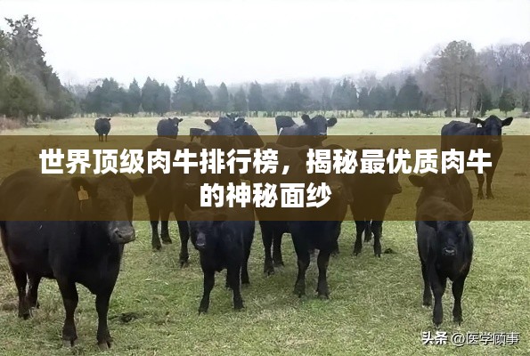 世界顶级肉牛排行榜，揭秘最优质肉牛的神秘面纱