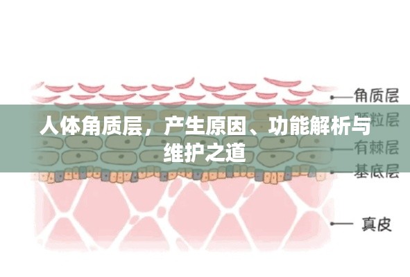 人体角质层,产生原因、功能解析与维护之道