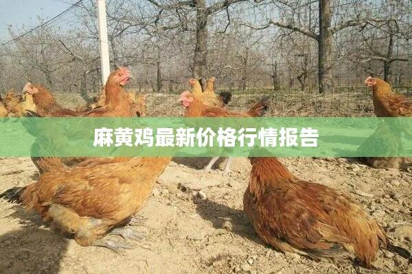 麻黄鸡最新价格行情报告