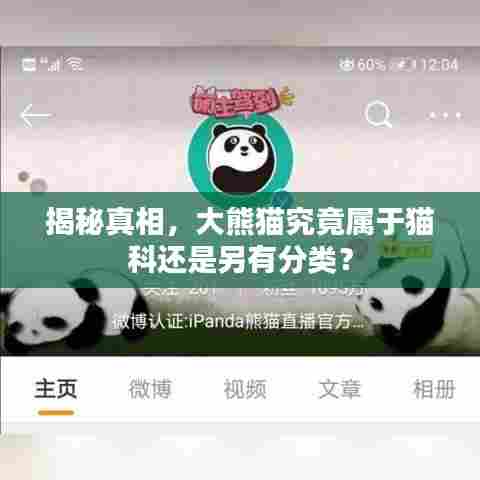 揭秘真相,大熊猫究竟属于猫科还是另有分类?