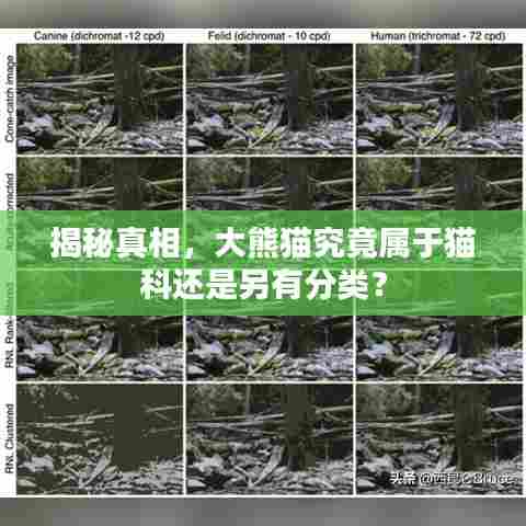 揭秘真相,大熊猫究竟属于猫科还是另有分类?