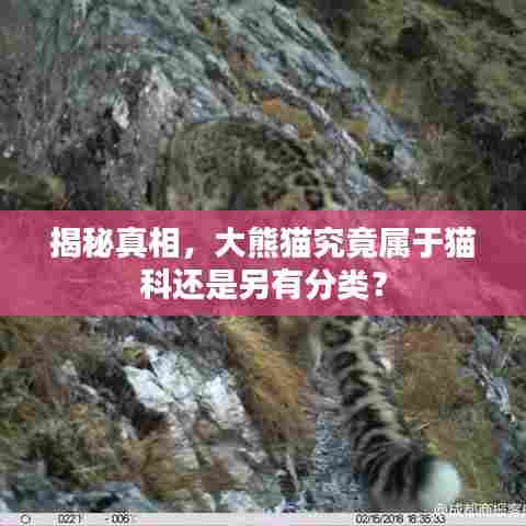 揭秘真相,大熊猫究竟属于猫科还是另有分类?