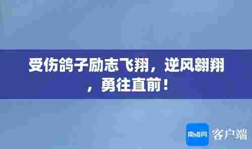 受伤鸽子励志飞翔，逆风翱翔，勇往直前！