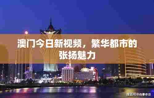 澳门今日新视频，繁华都市的张扬魅力