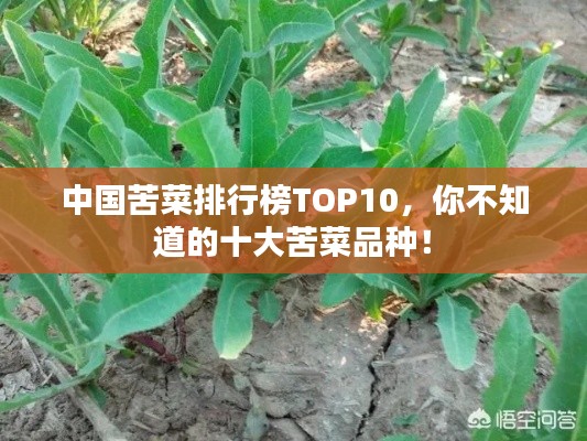 中国苦菜排行榜TOP10,你不知道的十大苦菜品种!