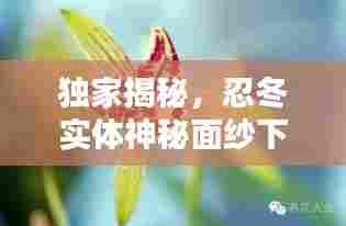 独家揭秘,忍冬实体神秘面纱下的独家番外!