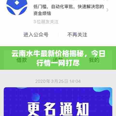 云南水牛最新价格揭秘,今日行情一网打尽