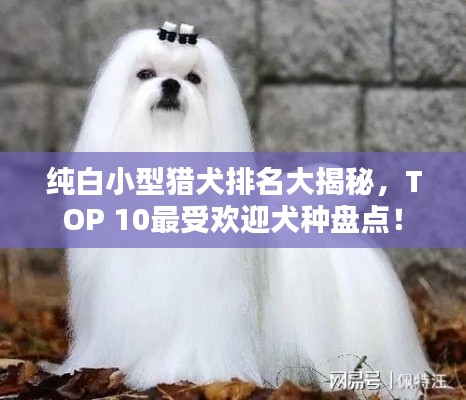 纯白小型猎犬排名大揭秘，TOP 10最受欢迎犬种盘点！