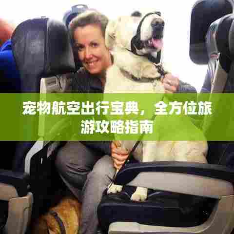 宠物航空出行宝典，全方位旅游攻略指南