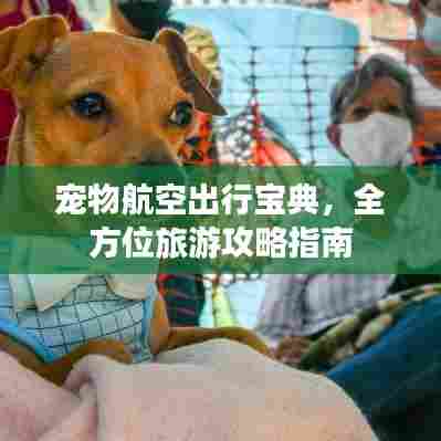 宠物航空出行宝典,全方位旅游攻略指南