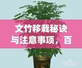 文竹移栽秘诀与注意事项，百度经验倾情分享