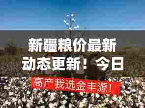 新疆粮价最新动态更新!今日行情消息表揭晓