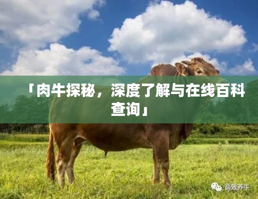 「肉牛探秘,深度了解与在线百科查询」