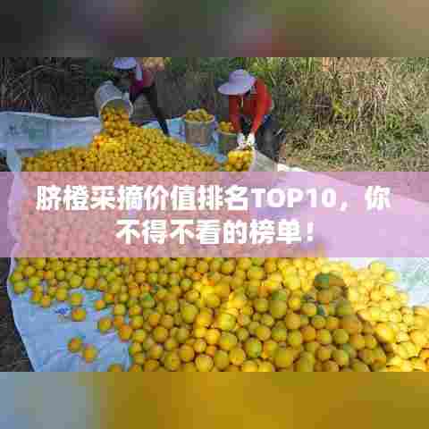 脐橙采摘价值排名TOP10,你不得不看的榜单!