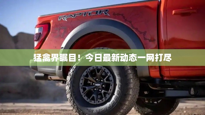 猛禽界瞩目!今日最新动态一网打尽