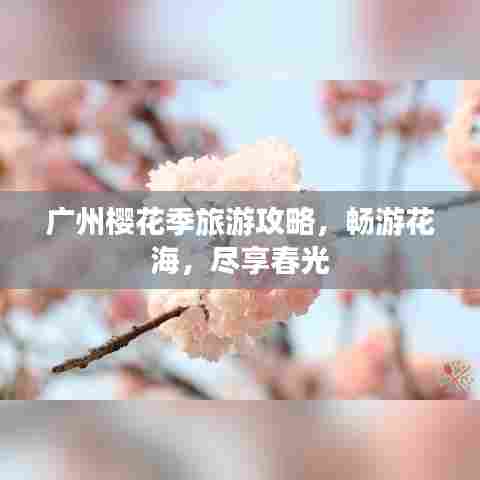 广州樱花季旅游攻略,畅游花海,尽享春光