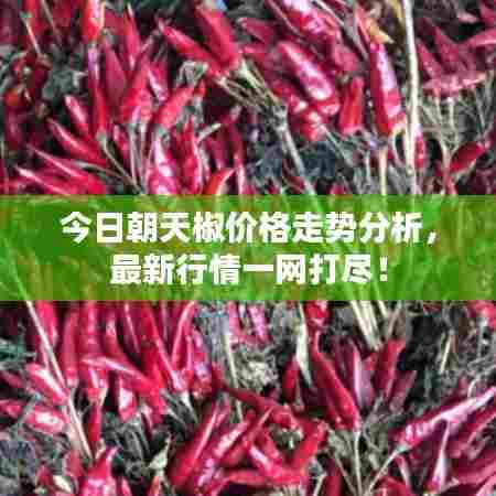 今日朝天椒价格走势分析，最新行情一网打尽！