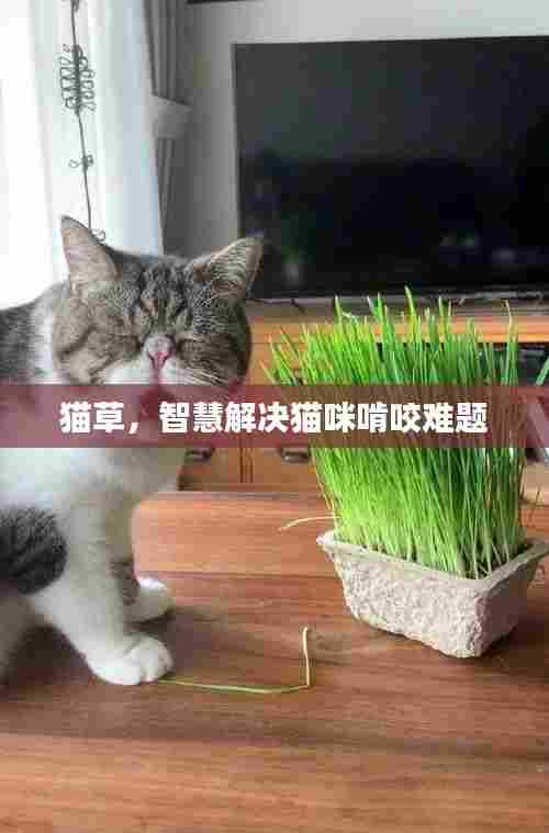 猫草,智慧解决猫咪啃咬难题