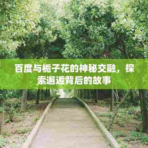 百度与栀子花的神秘交融，探索邂逅背后的故事