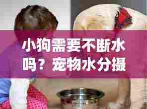 小狗需要不断水吗？宠物水分摄取指南，守护爱宠健康不可或缺的水分秘籍！