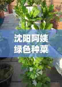 沈阳阿姨绿色种菜实录，最新鲜生活分享，种菜乐趣尽在眼前！