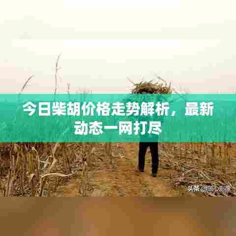 今日柴胡价格走势解析,最新动态一网打尽