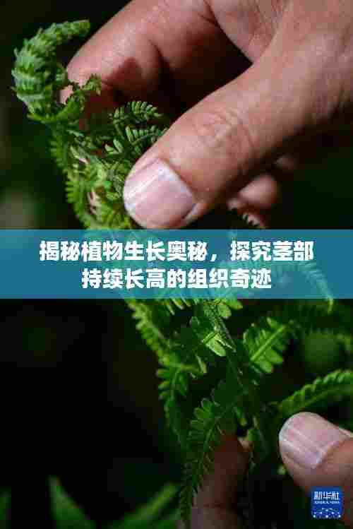 揭秘植物生长奥秘,探究茎部持续长高的组织奇迹