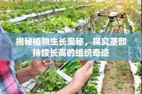 揭秘植物生长奥秘，探究茎部持续长高的组织奇迹