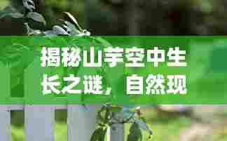 揭秘山芋空中生长之谜,自然现象还是误解?